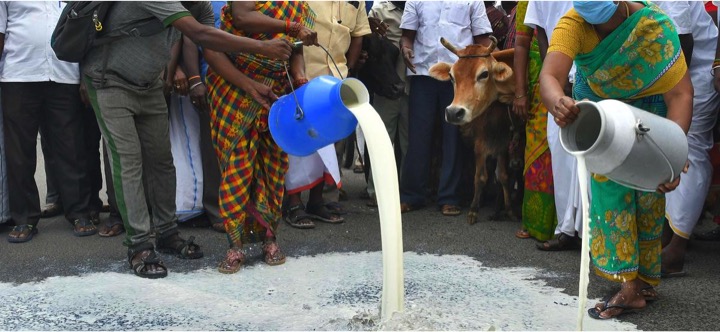 puducherry farmers throws milk on roads dairynews7x7