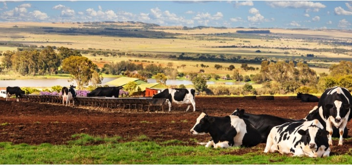 sustainable dairy farming in kashmir dairynews7x7