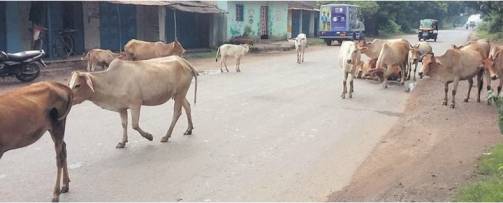 10 cattle dies of LSD in ongole dairynews7x7