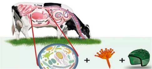 MYCOTOXIN DSM REPORT 2023 DAIRYNEWS7X7