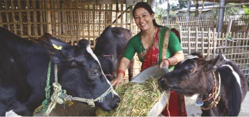 dairy farming nepal dairynews7x7