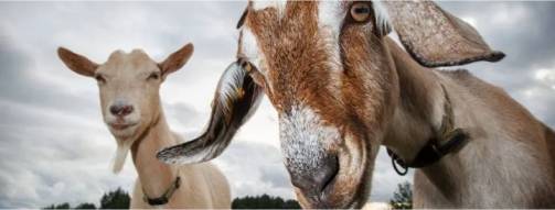 goat farming is sustainable dairynews7x7