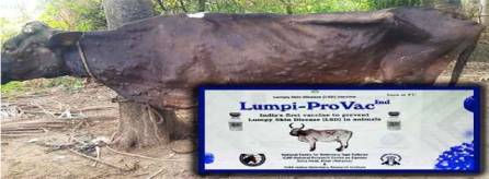 lumpy-provac vaccine launched dairynews7x7