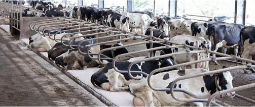 milk price increased in UK inflation dairynews7x7