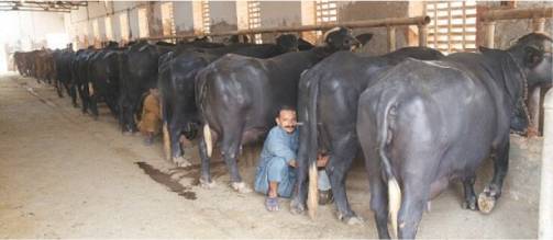 supporting pakistan dairy industry dairynews7x7