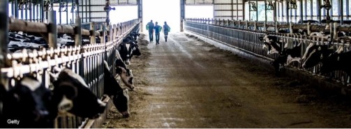 US milk production surges Jan 23 dairynews7x7