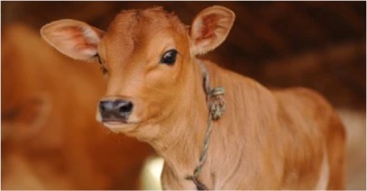 calves need physical care by human dairynews7x7