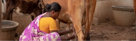 financial inclusion women dairy farmer roundtable CIIE dairynews7x7