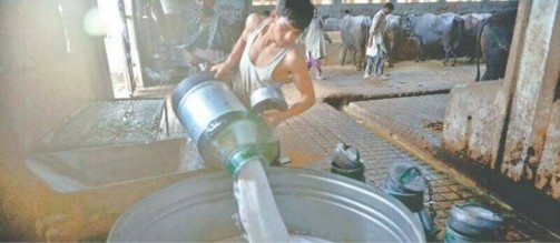 milk price rs 210 per liter Karachi dairynews7x7