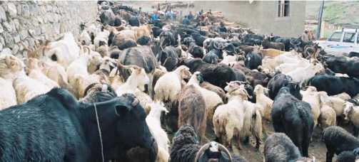 antibiotics in livestock cut carbon in soil dairynews7x7