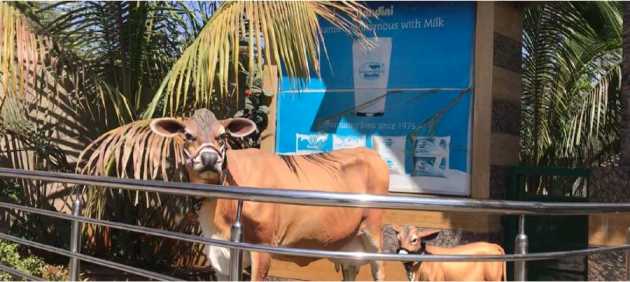 nandini milk in short supply dairynews7x7