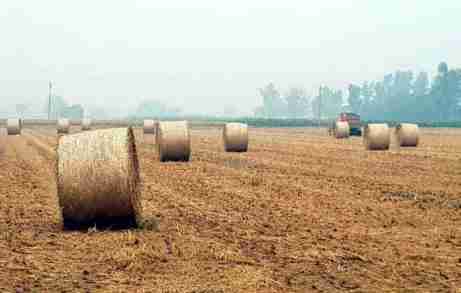 dry fodder costs high in punjab dairynews7x7