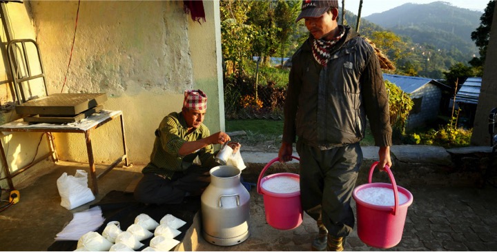 milk shortage in nepal dairynews7x7