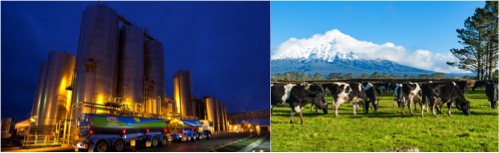 Fonterra reduces farmer prices dairynews7x7