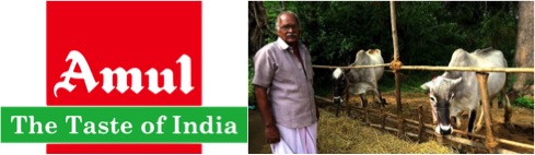 amul to collect milk in Tamil Nadu at premium dairynews7x7