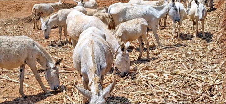 donkey milk market dairynews7x7