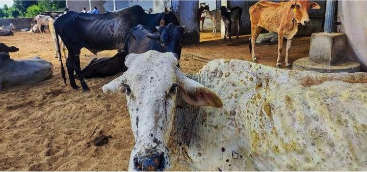 lumpy skin disease in rajasthan again dairynews7x7