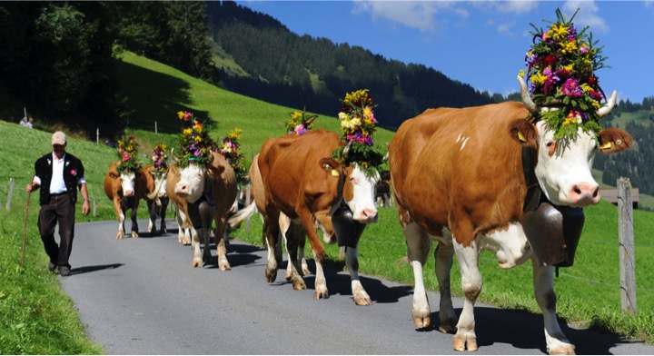 top 10 dairy farms in EU dairynews7x7