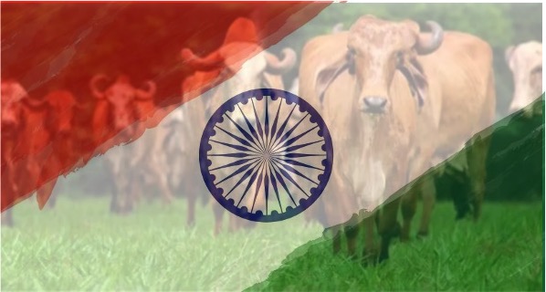 Indian dairy sector 9 years report dairynews7x7