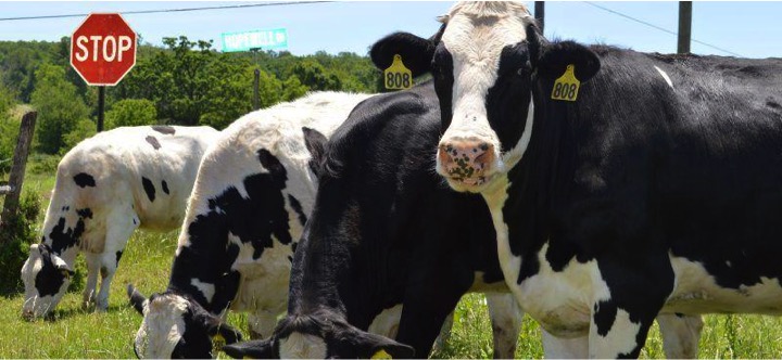 myths about cow emission dairynews7x7