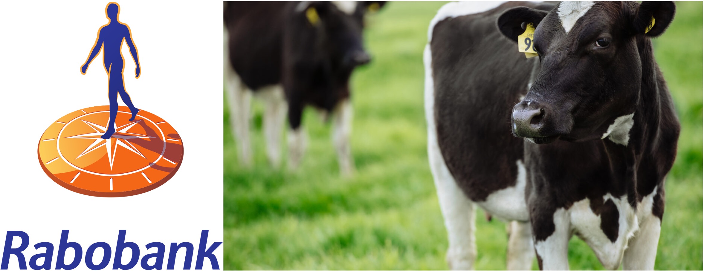 rabobank global dairy report dairynews7x7