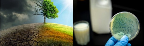 raw milk has risks dairynews7x7