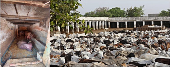 unhygienic conditions in delhi dairies dairynews7x7