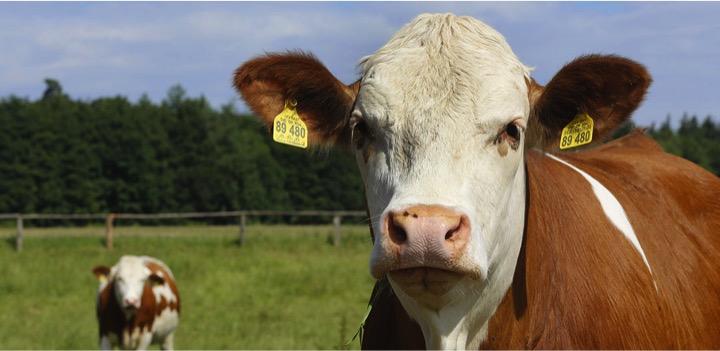 what shapes the future of animal feed dairynews7x7