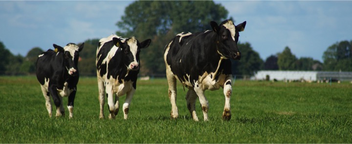 10% uk farmers leave by 2025 dairynews7x7