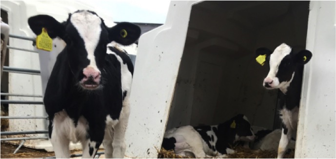 AI to detect cow diseases dairynews7x7