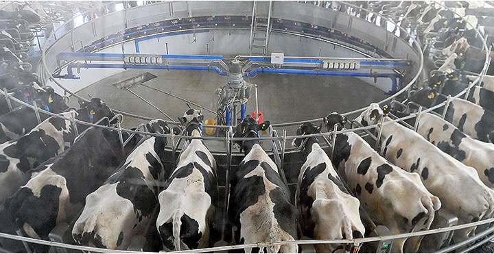 china dairy industry new crisis dairynews7x7