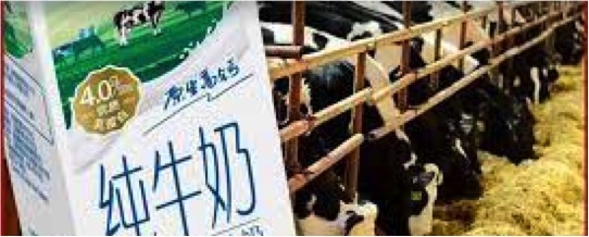 chinese milk production increasing dairynews7x7