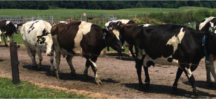 milk break even point teagasc dairynews7x7