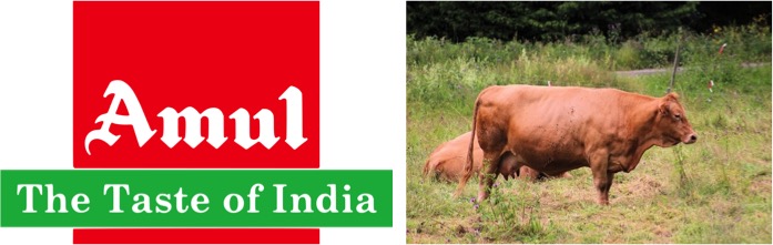 amul dont see price hike in milk dairynews7x7