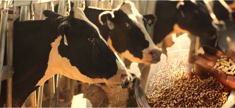 farmer request cattle feed subsidy TN dairynews7x7