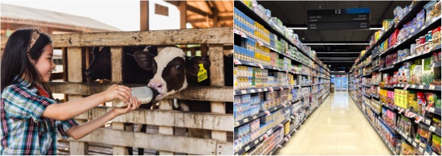 eu dairies threaten Thai govt dairynews7x7