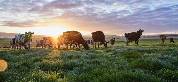 inflation affecting dairy demands dairynews7x7