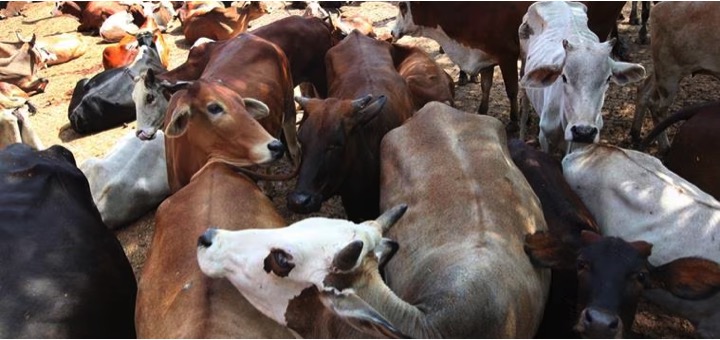 rajasthan farmers at gujarat border wants diff milk policy dairybews7x7