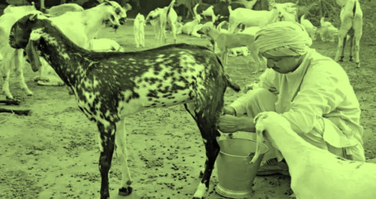 goat milk demand gujarat dairynews7x7