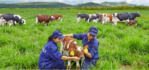 invest in vietnam dairy sector dairynews7x7