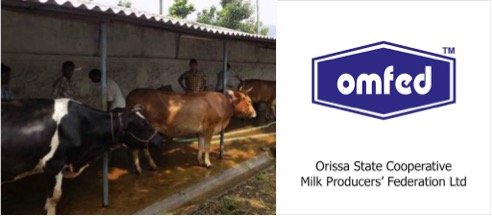 low milk production odisha dairynews7x7