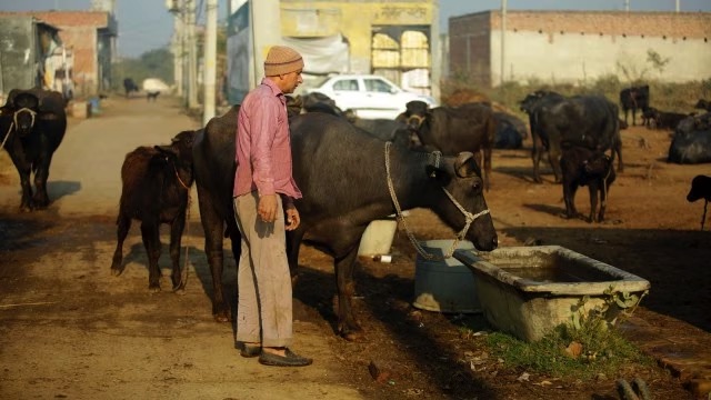 maharashtra dairy farmers under stress dairynews7x7