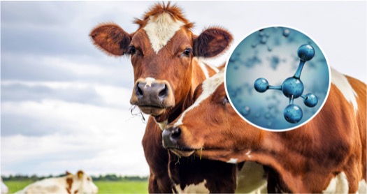 Cow breed with less methane emission dairynews7x7