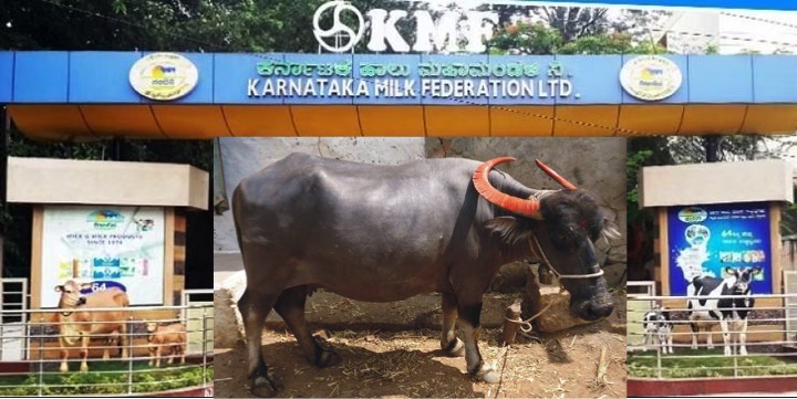 KMF to sell buffalo milk dairynews7x7