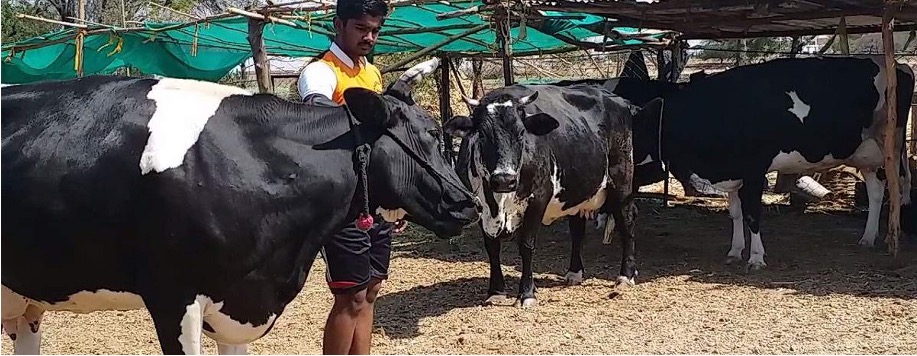 Rs 5 per liter milk subsidy to maha farmers dairynews7x7