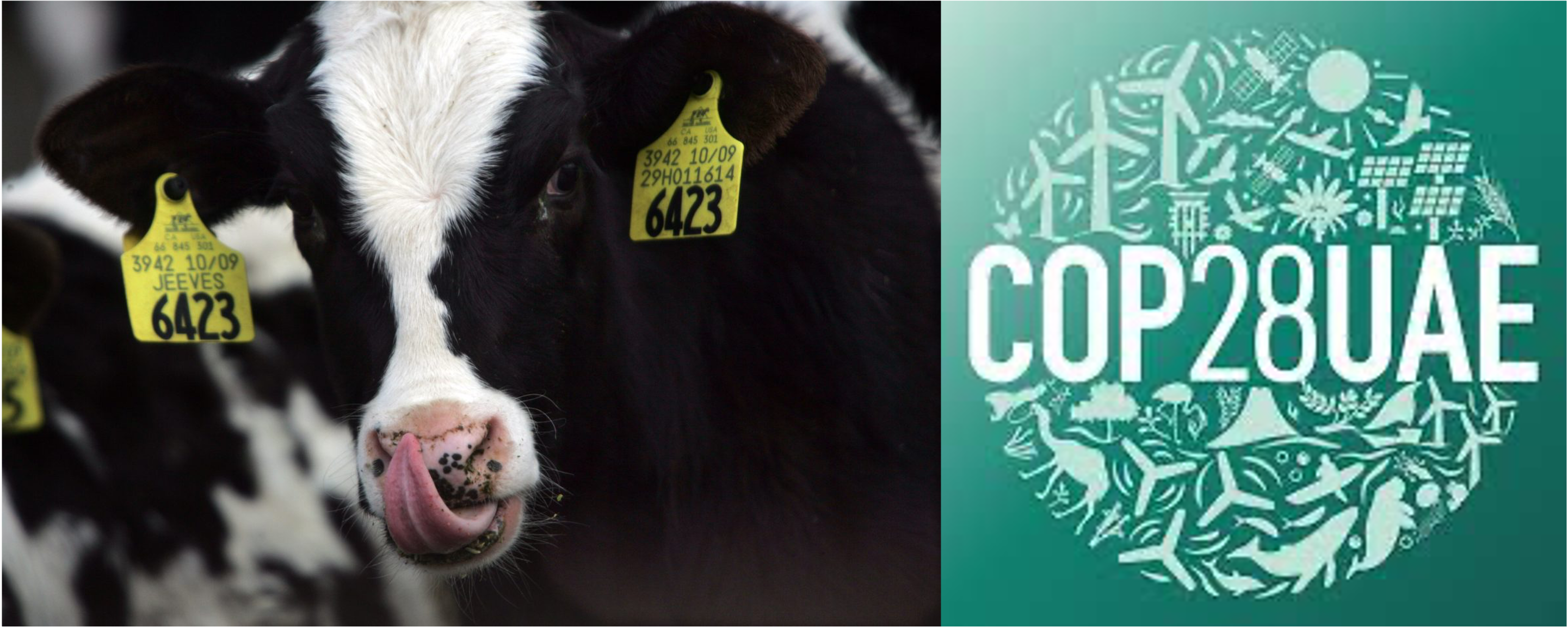 US dairy sustainability cop28 dairynews7x7