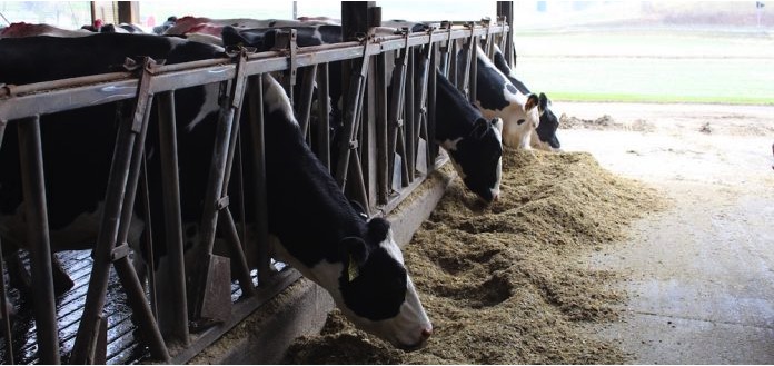 USDA report to study for next year forecast dairynews7x7