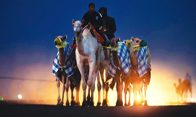 camel to sustain arab farmers dairynews7x7