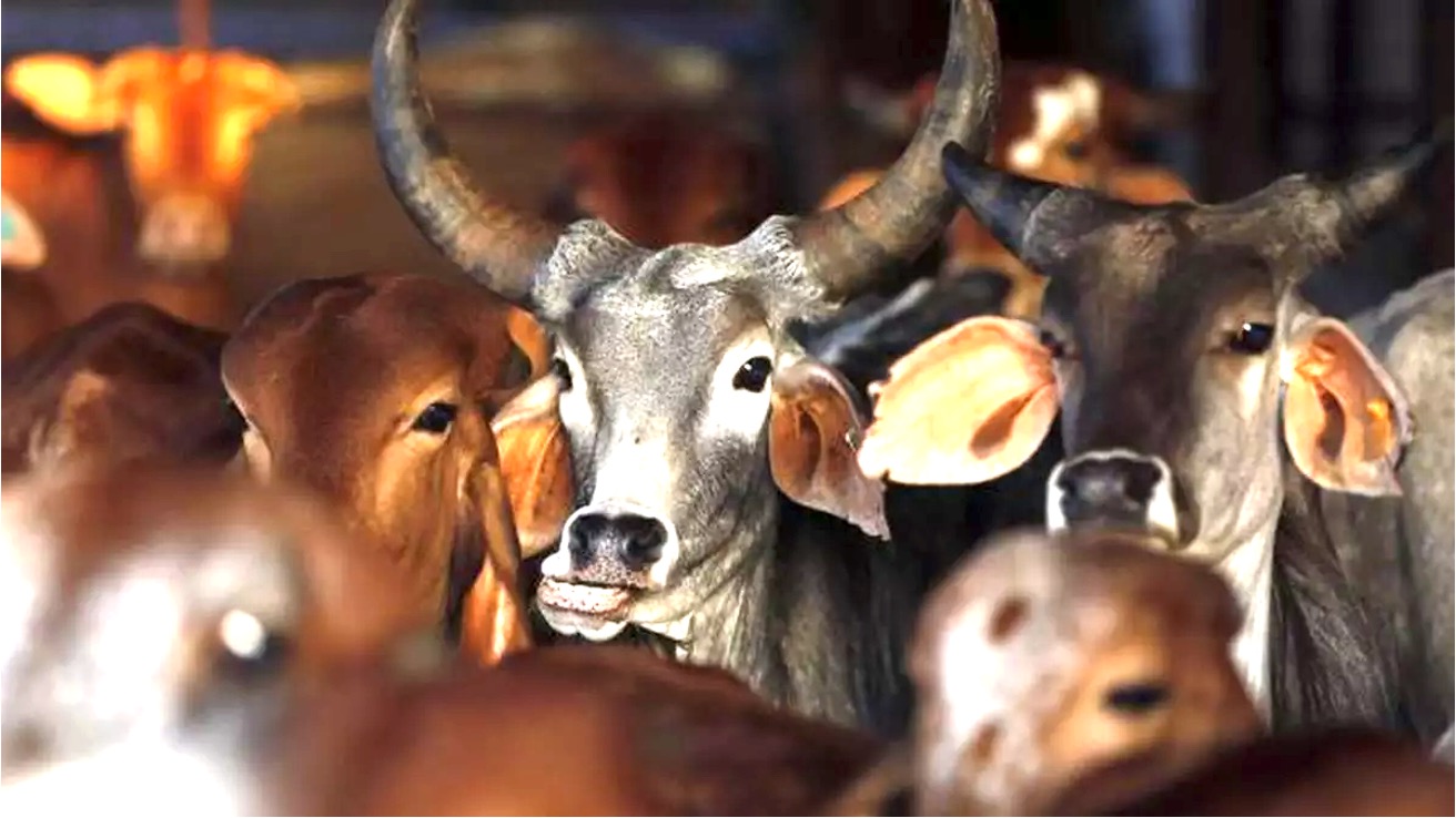 cow smuggling tamilNadu kerala dairynews7x7