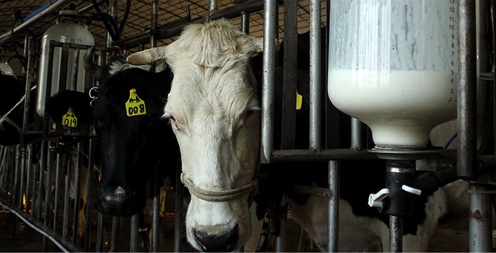 Milk prices drop in China dairynews7x7
